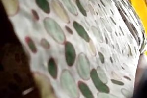 Upskirt voyeur espião gay porno maduras