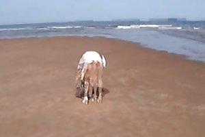 Bonito arbusto porno jogos de novidades online